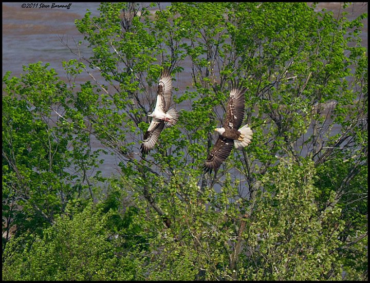 _1SB9292 bald eagle chasing osprey with fish.jpg